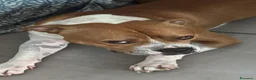 Pitbull cani in regalo: Adozione del cuore per Eros a Città Metropolitana di Napoli - Annuncio 1