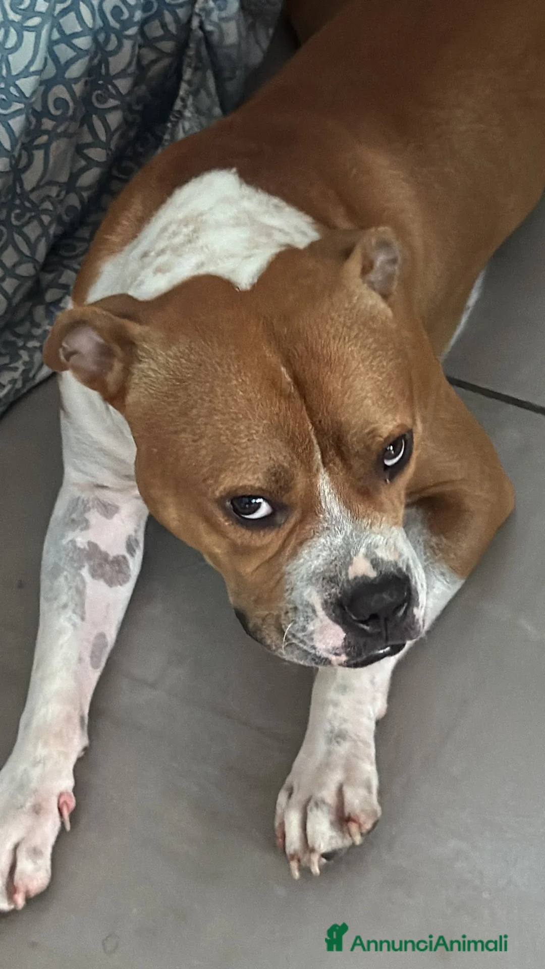 Pitbull cani in regalo: Adozione del cuore per Eros a Città Metropolitana di Napoli - Annuncio 1