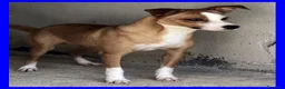 Meticcio cani in regalo: ALFONSO simpatico musetto! - Annuncio 3