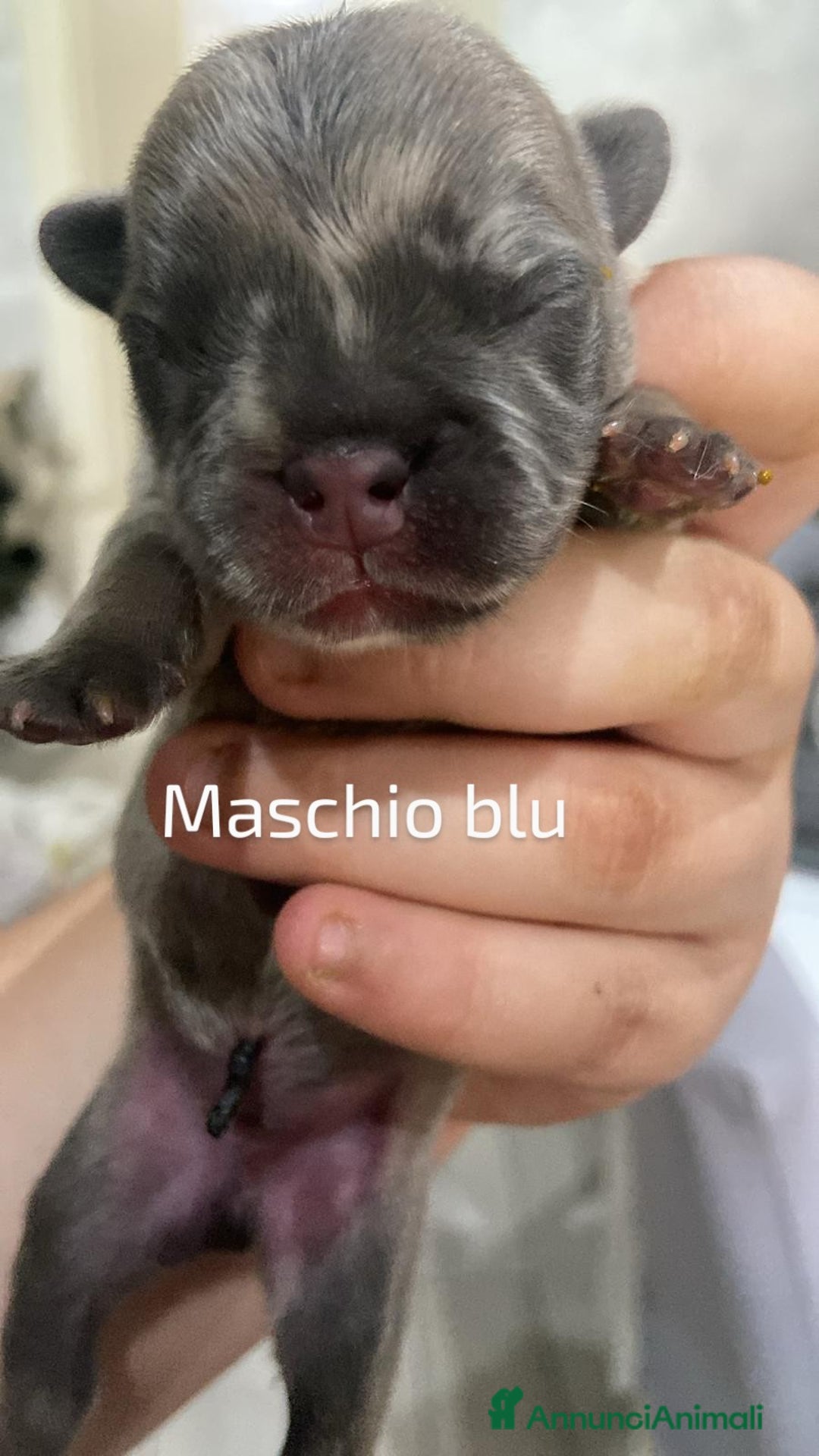 Bulldog Francese cani in vendita: Bulldog francese  a Provincia di Foggia - Immagine 5