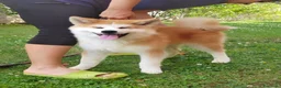 Akita Inu cani in vendita: Cuccioli Akita Inu – disponibili ancora 3 cuccioli - Annuncio 9