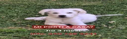 Meticcio cani in regalo: YOSHI 💙-cucciolo mix pastore, chiami per lui 😢? a Provincia di Imperia - Annuncio 1