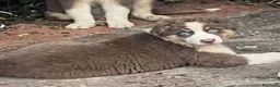 Australian Shepherd cani in vendita: Pastore australiano Australian Shepherd FEMMINE  - Annuncio 10