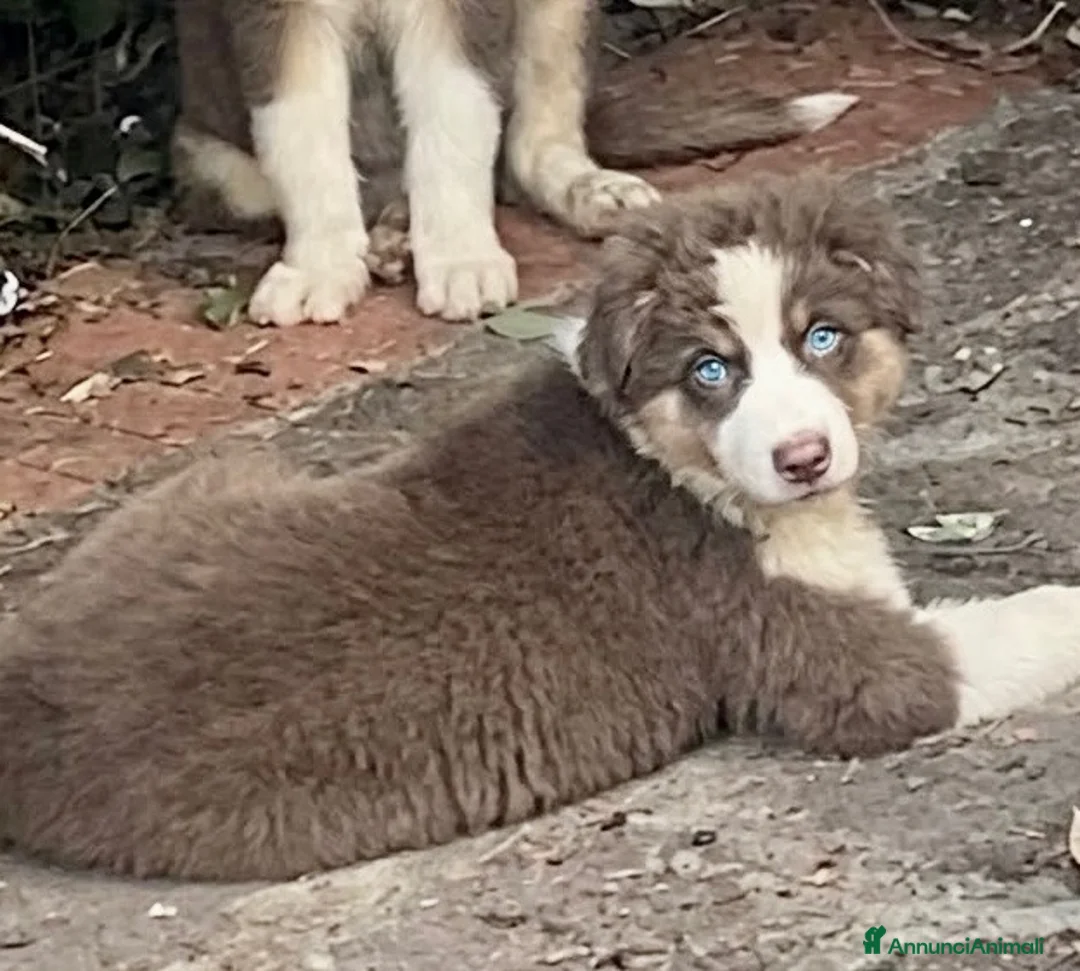 Australian Shepherd cani in vendita: Pastore australiano Australian Shepherd FEMMINE  - Annuncio 10