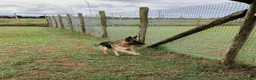 Pastore Tedesco cani in regalo: Sara Jane - Annuncio 4