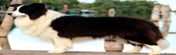 Border Collie cani in vendita: Cuccioli di Border collie  a Provincia di Padova - Annuncio 8