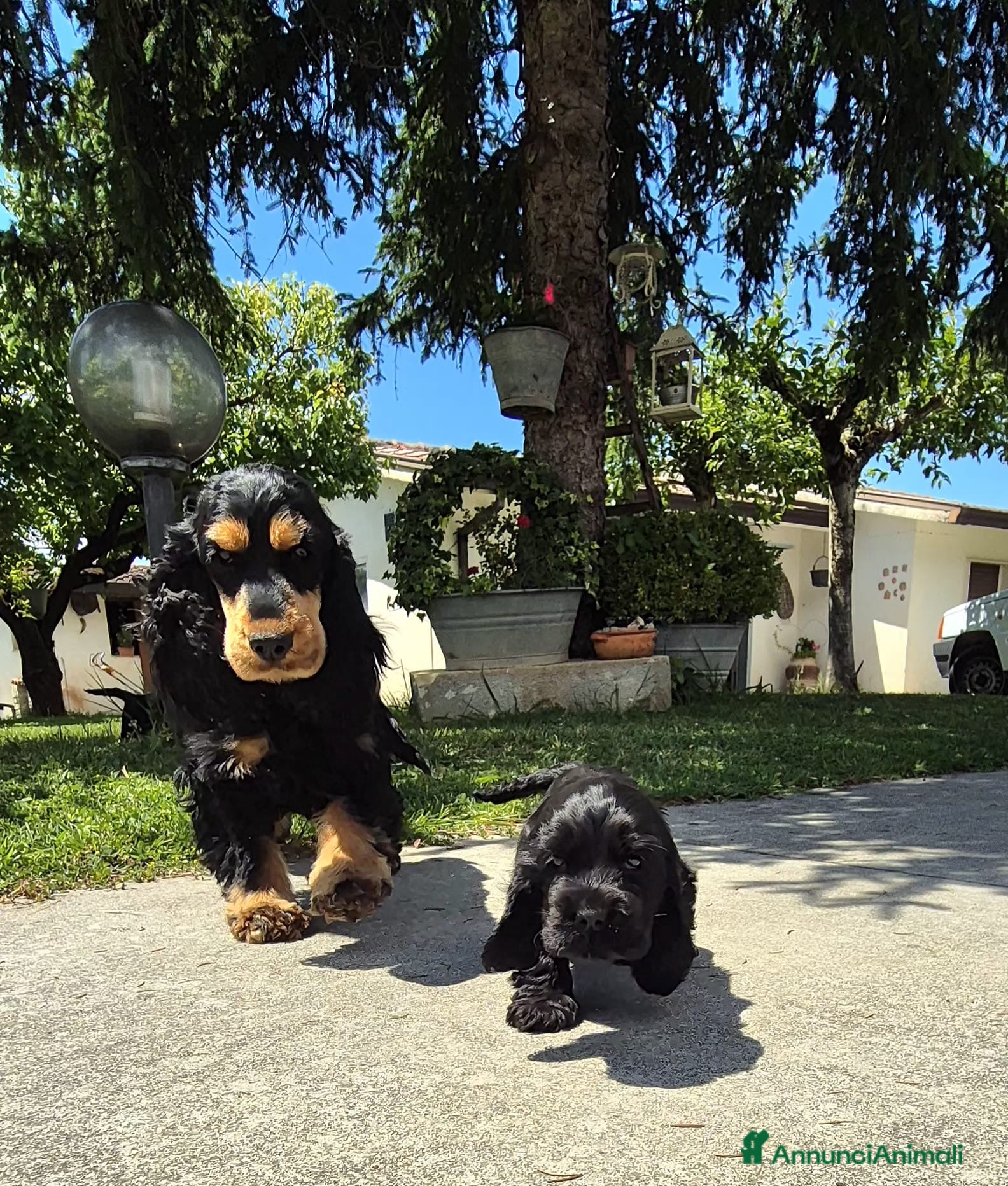 Cocker cani Cuccioli di cocker spaniel con pedigree enci neri  - Annuncio 2
