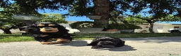 Cocker cani in vendita: Cuccioli di cocker spaniel con pedigree enci neri  - Annuncio 1