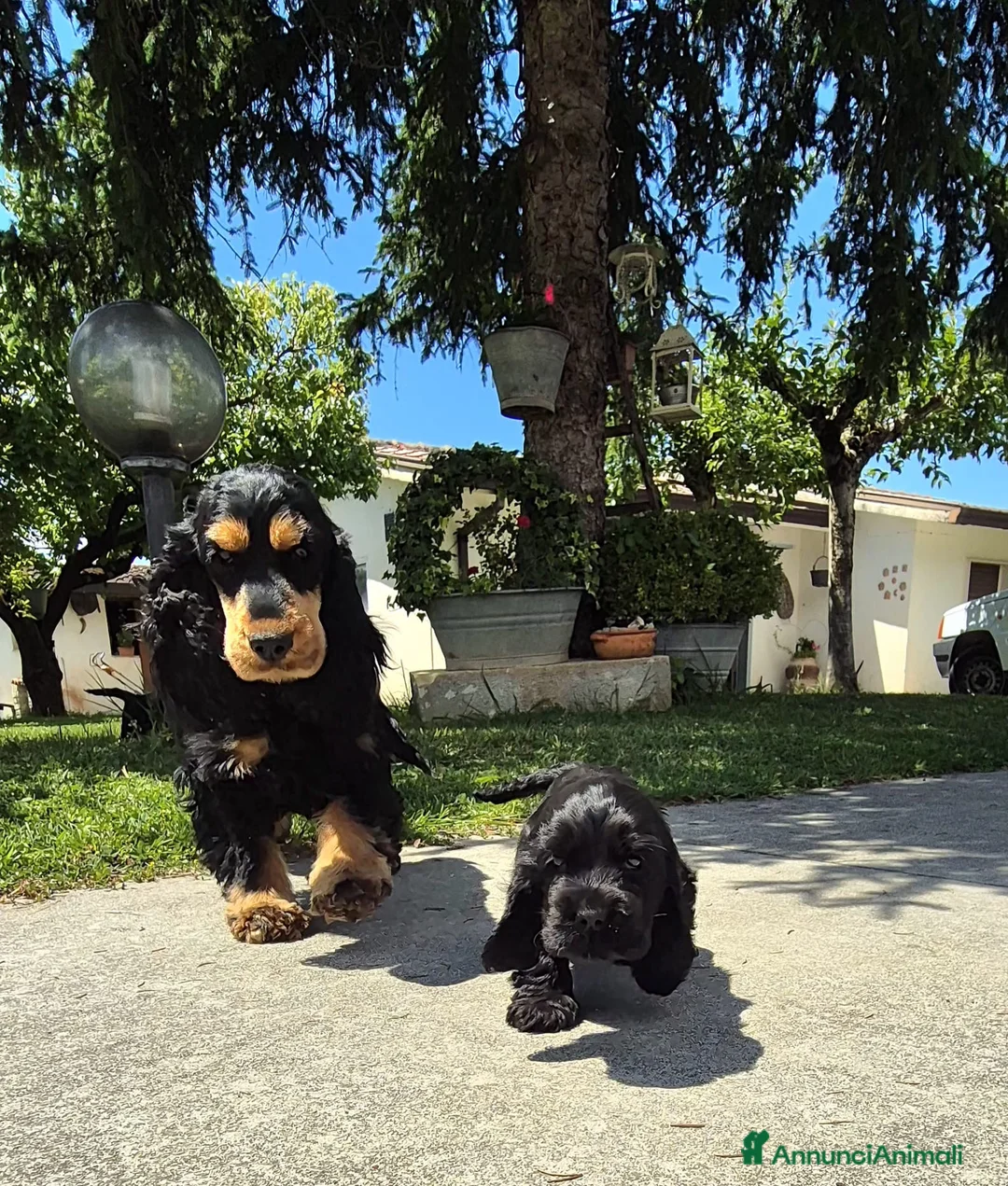 Cocker cani in vendita: Cuccioli di cocker spaniel con pedigree enci neri  - Annuncio 1