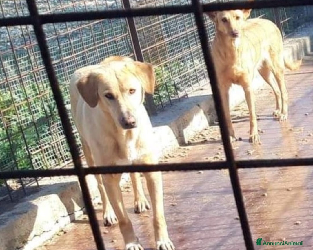 Meticcio cani in regalo: Portato in 1canile lager dai padroni 6anni fa!SICI a Milano - Annuncio 2