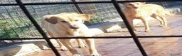 Meticcio cani in regalo: Portato in 1canile lager dai padroni 6anni fa!SICI a Milano - Annuncio 2