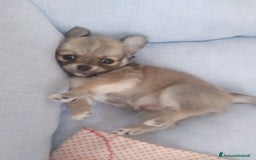 Chihuahua cani in vendita: Chihuahua maschio a pelo lungo con Pedegree Enci  - Annuncio 15