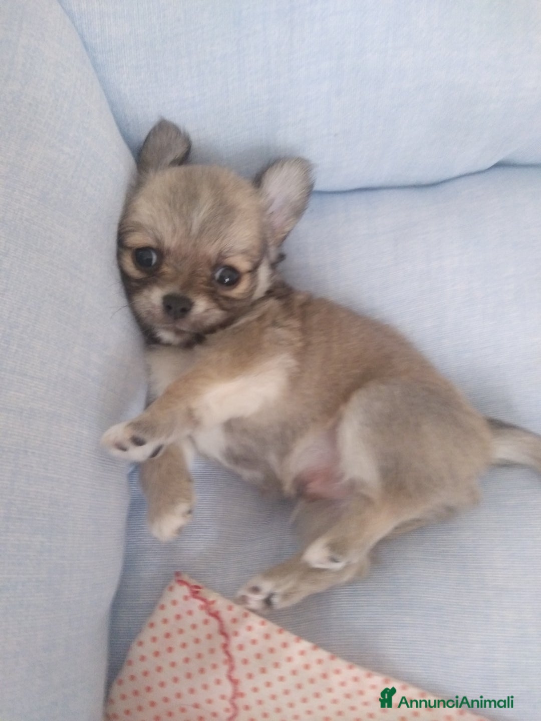 Chihuahua cani in vendita: Chihuahua maschio a pelo lungo con Pedegree Enci  - Annuncio 15