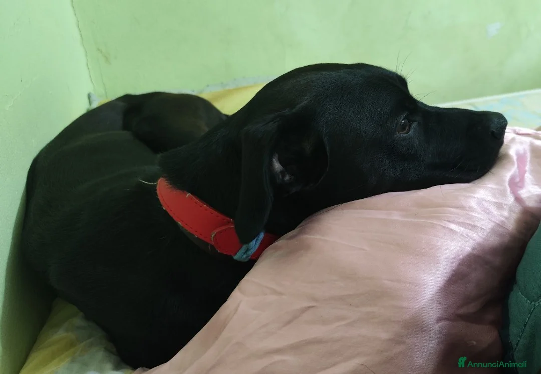 Meticcio cani in regalo: Regalo Pitbull  - Annuncio 5