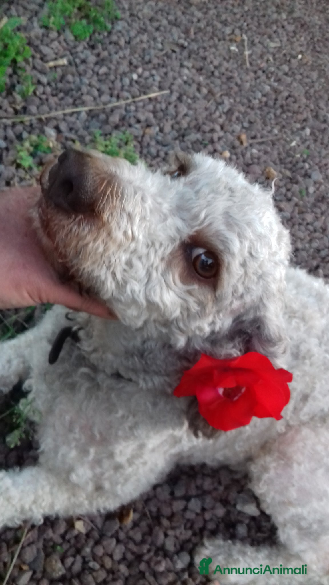 Meticcio cani cucciolo di lagotto e kelpie - Annuncio 13