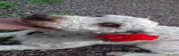 Meticcio cani in vendita: cucciolo di lagotto e kelpie - Annuncio 1
