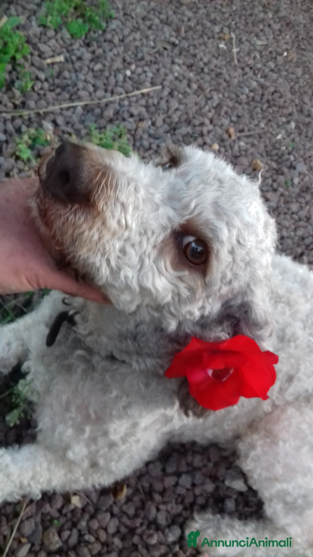 Meticcio cani in vendita: cucciolo di lagotto e kelpie - Annuncio 1