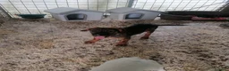 Meticcio cani in regalo: Fiorella, cucciola in canile - Annuncio 5