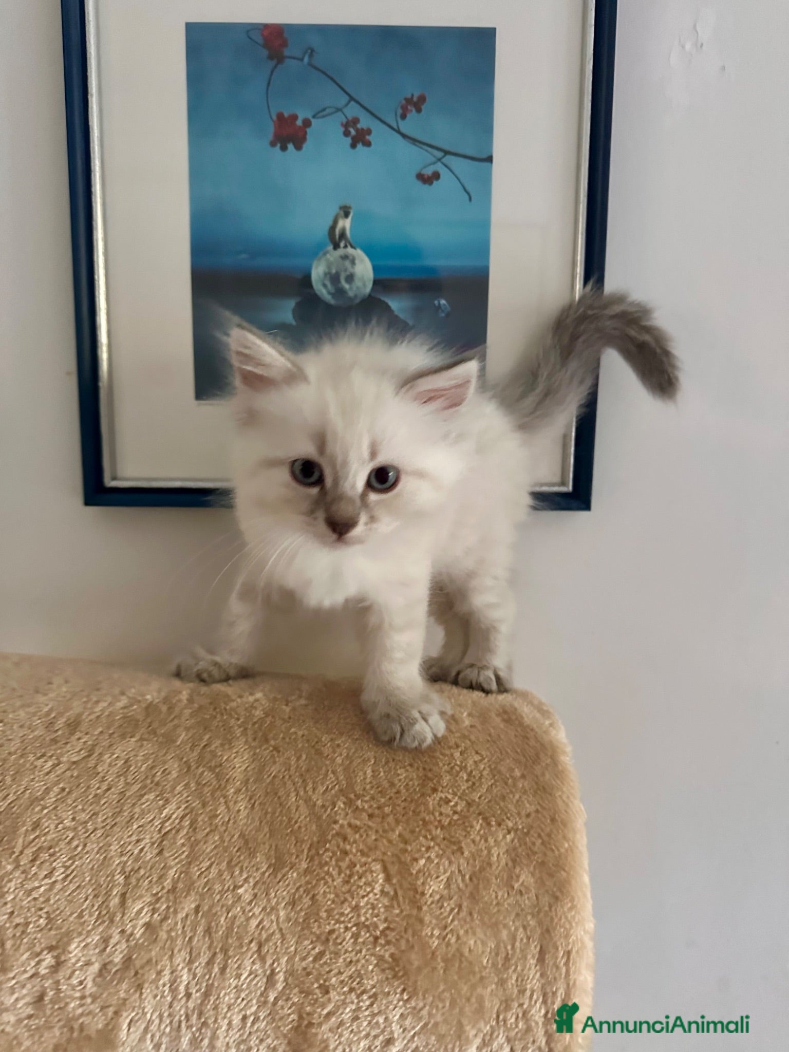 Siberiano gatti Cuccioli di Siberiano ipoallergenico - Annuncio 2