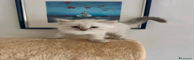 Bianca