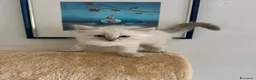 Siberiano gatti in vendita: Cuccioli di Siberiano ipoallergenico - Annuncio 2