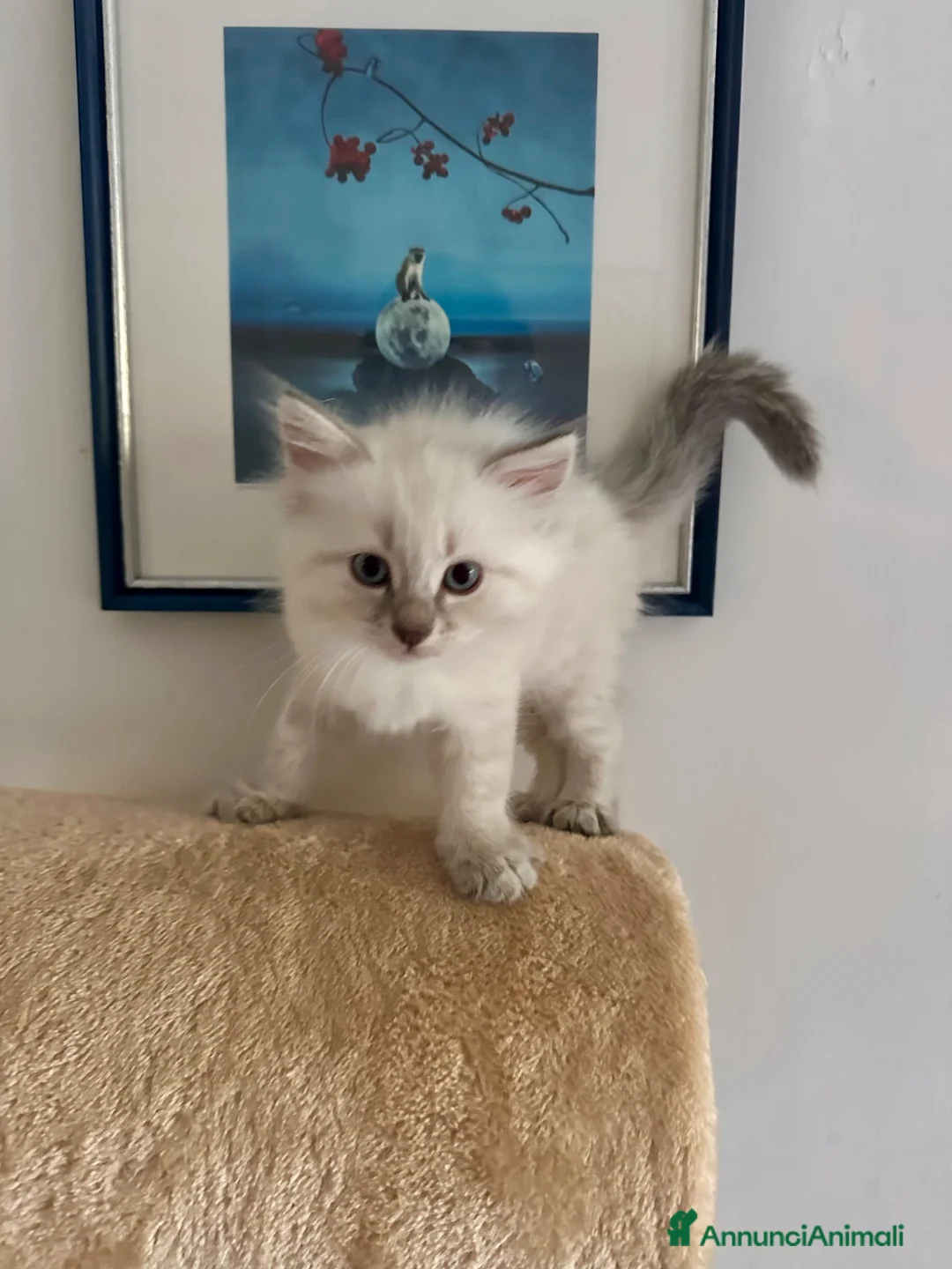 Siberiano gatti in vendita: Cuccioli di Siberiano ipoallergenico - Annuncio 2