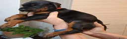 Dobermann cani in vendita: Cucciolata dobermann  ottimo pedigree  a Provincia di Mantova - Annuncio 8