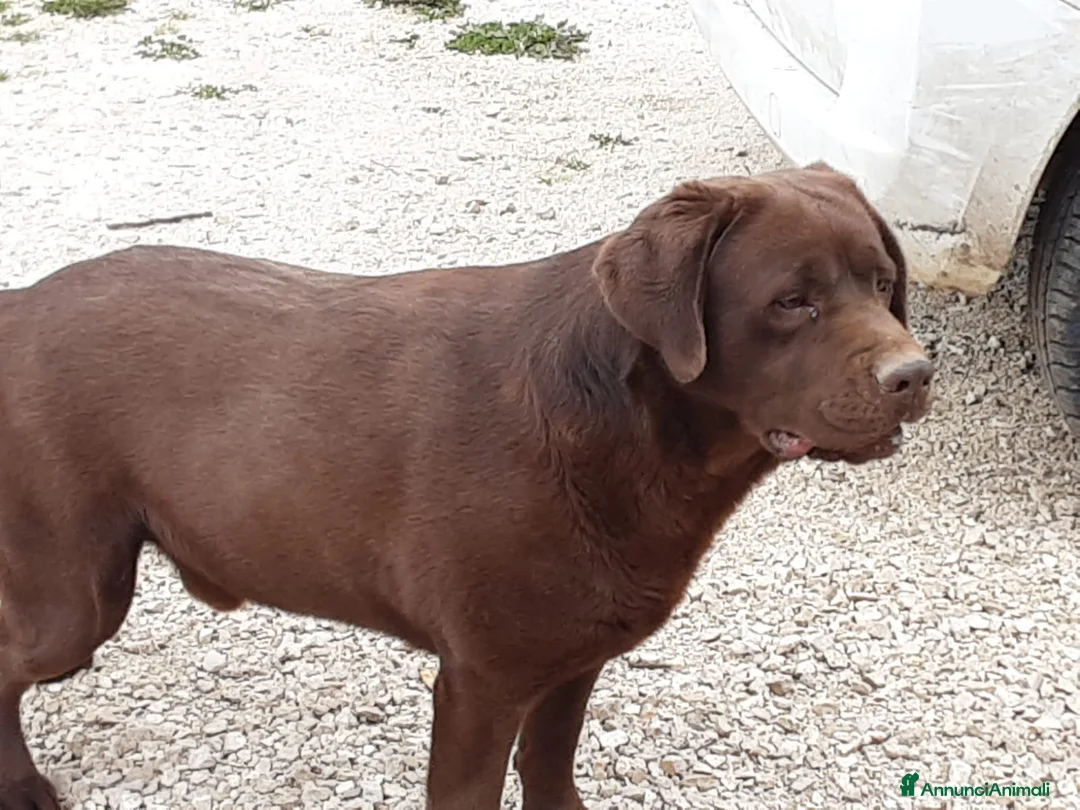 Labrador cani in regalo: Labrador cioccolato - Annuncio 4