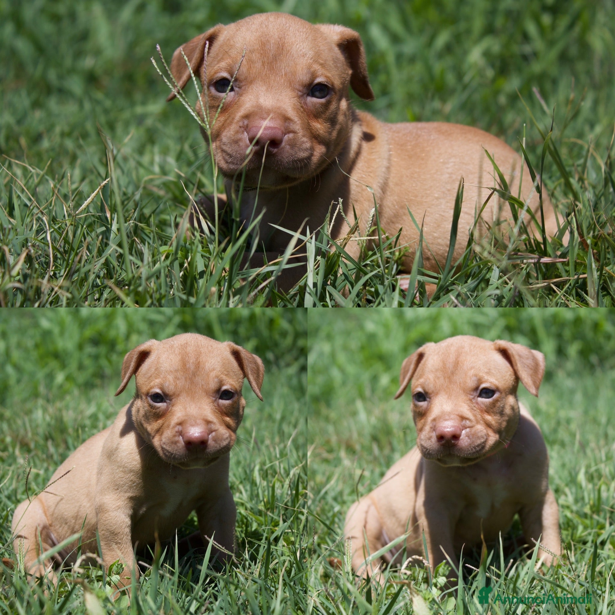 Pitbull cani Ultime femmine Pitbull ukc  - Annuncio 2