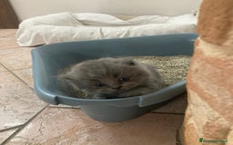 Scottish gatti in vendita: gatti scottish fold e straight a Provincia di Forlì-Cesena - Immagine 10