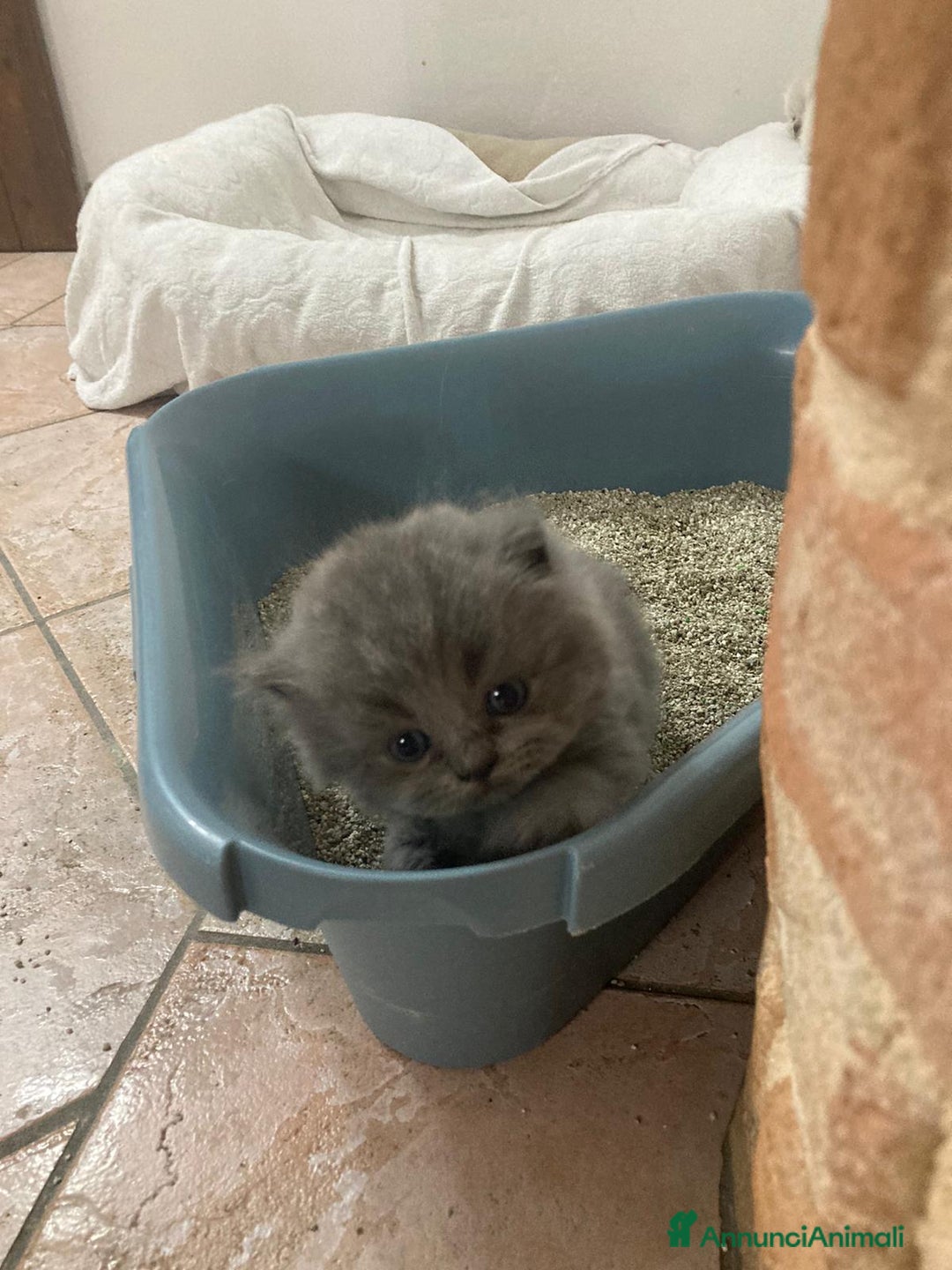 Scottish gatti in vendita: gatti scottish fold e straight a Provincia di Forlì-Cesena - Immagine 10