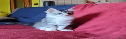 Maine Coon gatti in vendita: Meraviglioso maschietto Maine Coon  - Annuncio 4
