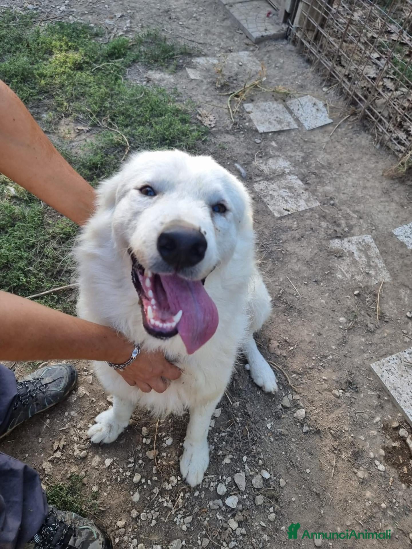 Meticcio cani Splendido carattere, 4 anni circa  - Annuncio 2