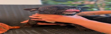 Theodor 