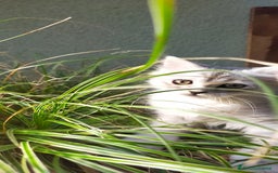 Norvegese gatti in vendita: Gattini mix norvegesi delle foreste e persiano  a Provincia di Novara - Immagine 1