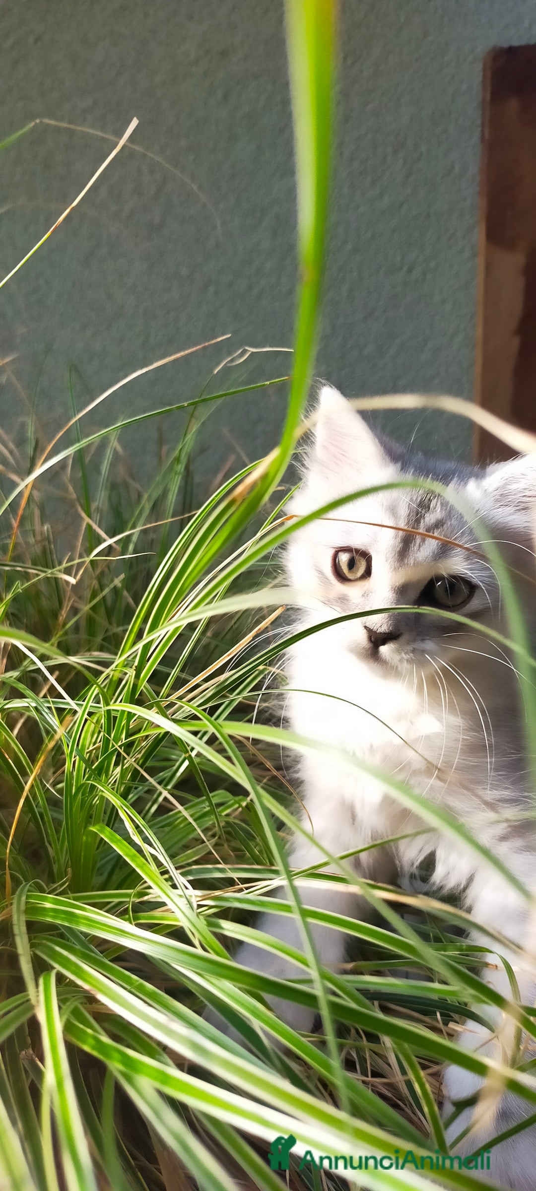 Norvegese gatti in vendita: Gattini mix norvegesi delle foreste e persiano  a Provincia di Novara - Immagine 1