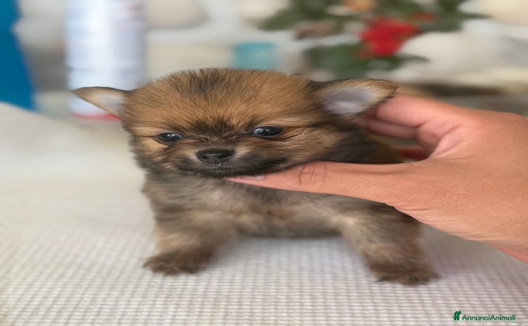 Volpino Pomerania cani a Provincia di Vicenza - Annuncio 5