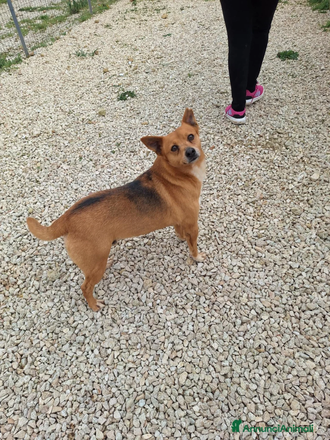 Meticcio cani in regalo: Pingu 5 anni taglia piccola - Annuncio 2