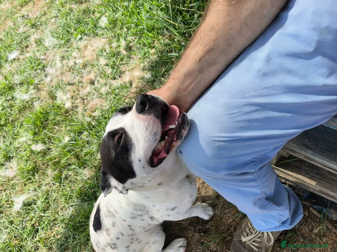 Meticcio cani in regalo: Rosa, un fiore di rara bellezza - Annuncio 9