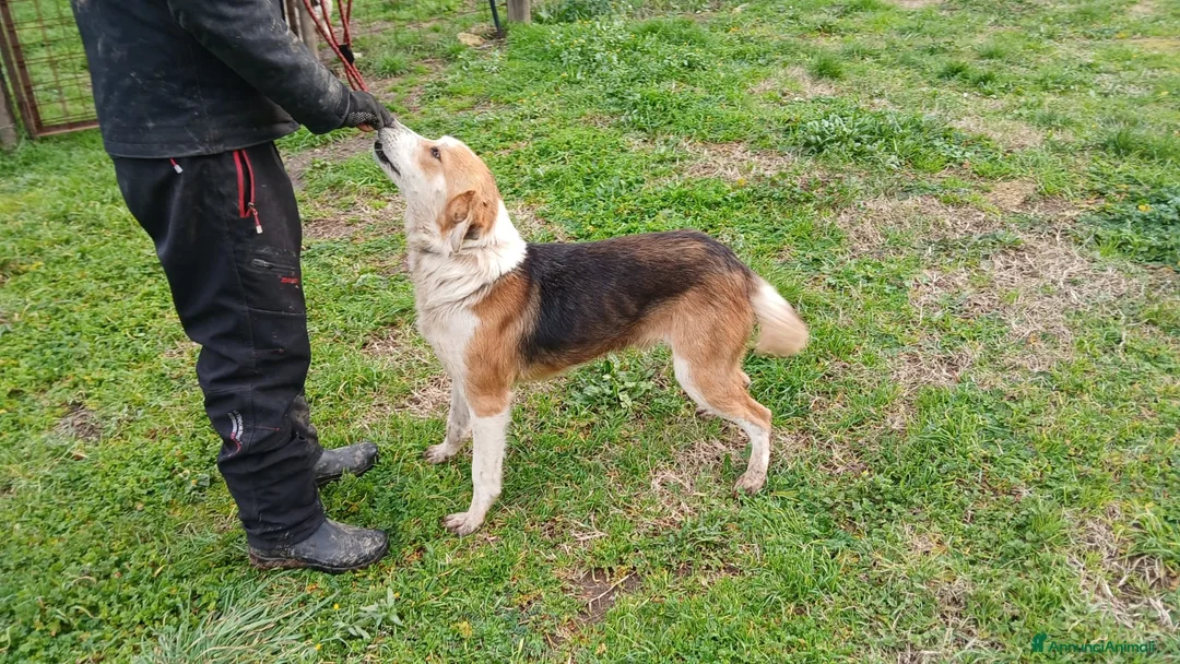 Meticcio cani in regalo: PORTHOS UNO DEI TRE MOSCHETTIERI CERCA CASA - Annuncio 2