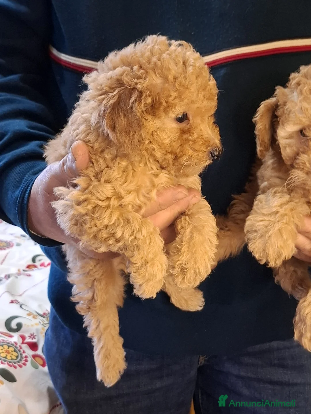 Barboncino Toy cani in vendita: barboncino toy red - Annuncio 4