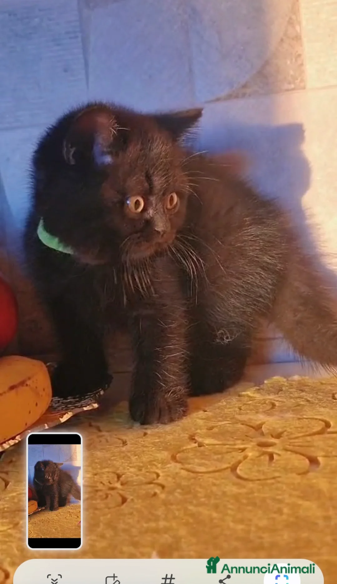 British gatti in vendita: Ultima cucciola British Shorthair Black - Annuncio 1