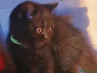 British gatti Ultima cucciola British Shorthair Black - Annuncio 2