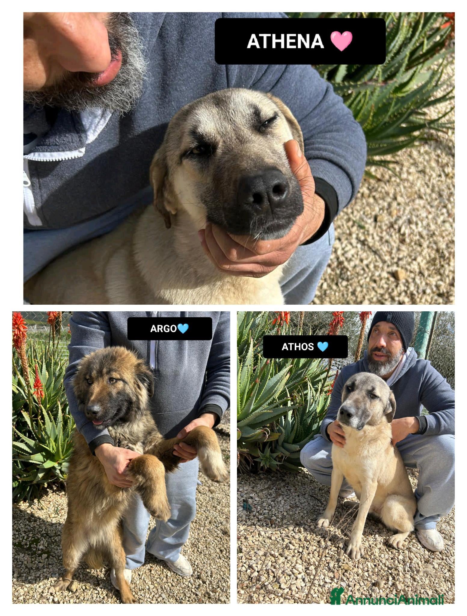 Meticcio cani ARGO, ATHENA E ATHOS, - Annuncio 29