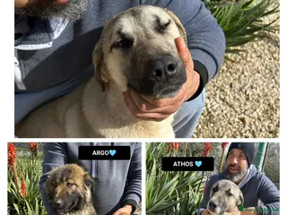 Meticcio cani ARGO, ATHENA E ATHOS, - Annuncio 29
