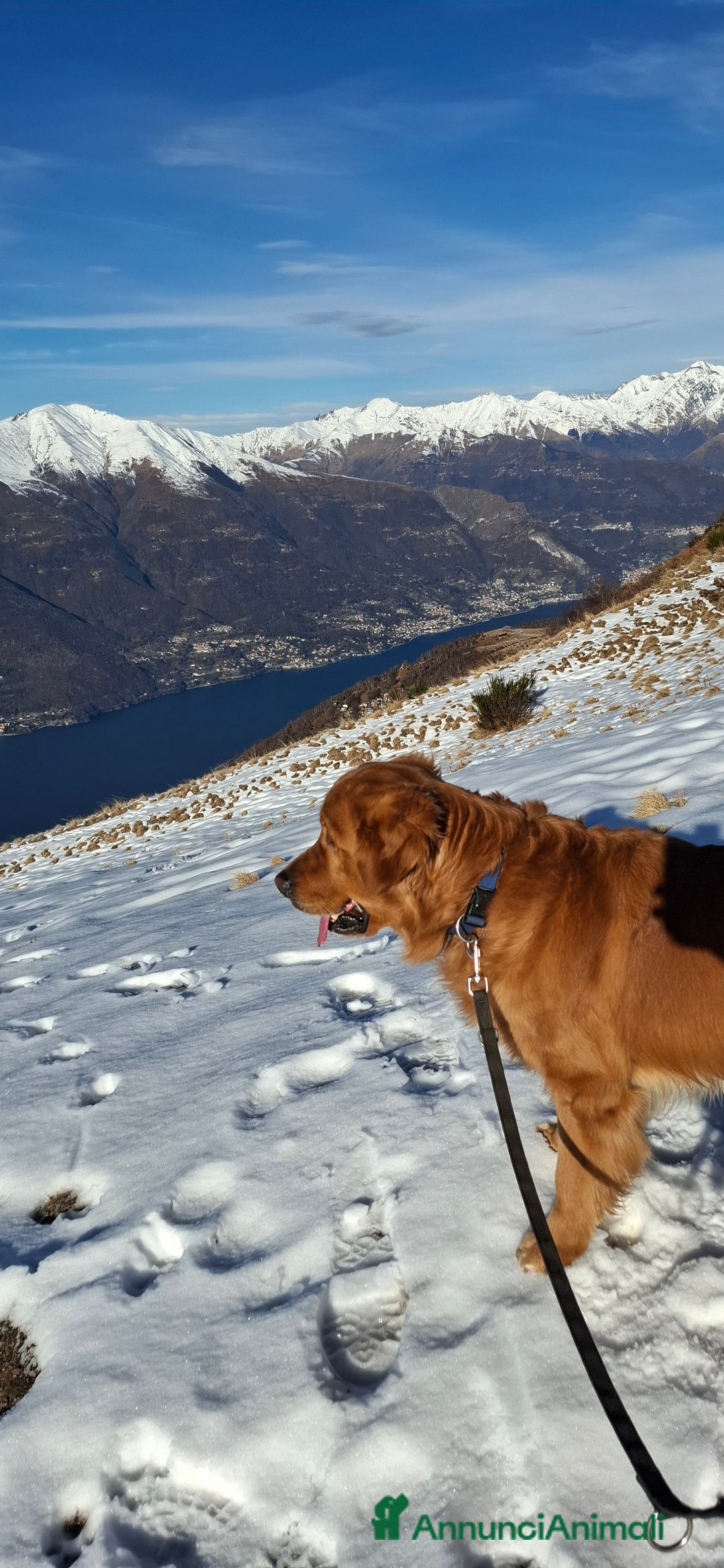 Golden Retriever cani per accoppiamento: Golden Retriever disponibile per monta a Provincia di Como - Immagine 5