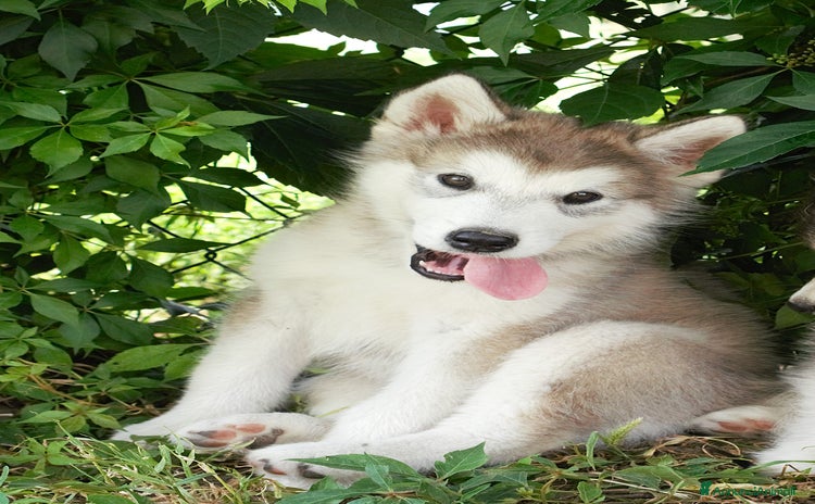 Alaskan Malamute cani in vendita a Provincia di Padova - Annuncio 1