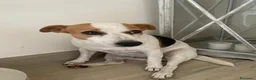 Jack Russell cani in regalo: NIKA - JACK RUSSELL a Città metropolitana di Roma Capitale - Annuncio 3