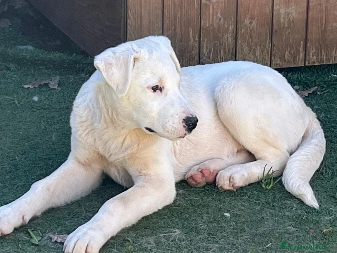 Meticcio cani in regalo: Cucciolo fifone - Annuncio 2