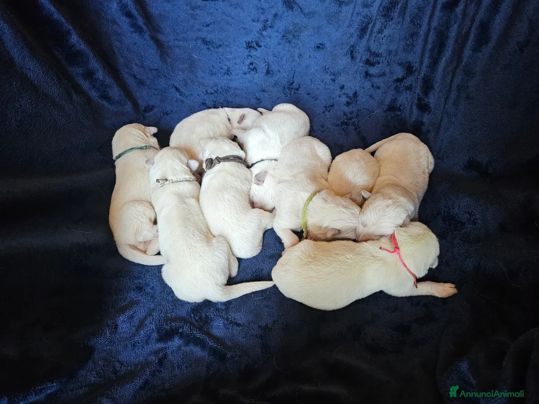 Pastore Svizzero cani in vendita: cuccioli pastore svizzero a pelo lungo e corto - Annuncio 1